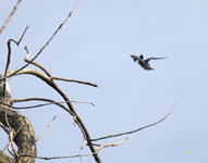 Belted Kingfisher 9492